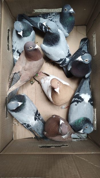  - De vanzare voiajori 2