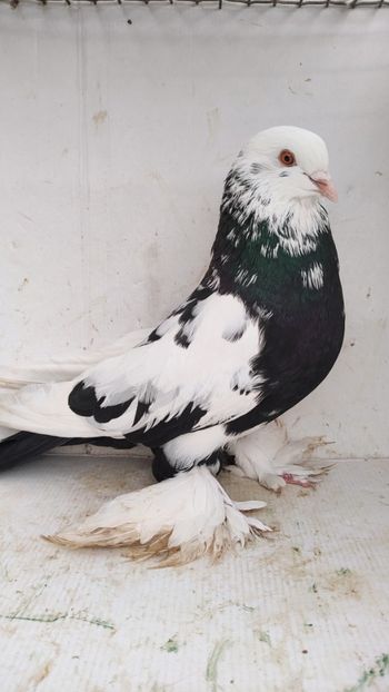 M 2021 - Por tapalagosi