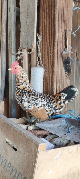 vanduta - De vanzare gainuse mi de flori