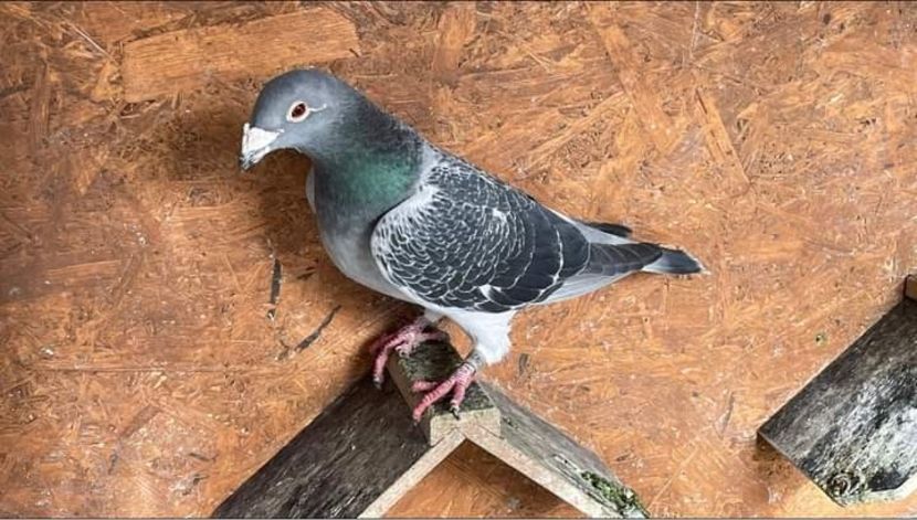  - Nu îmi aparțin 3