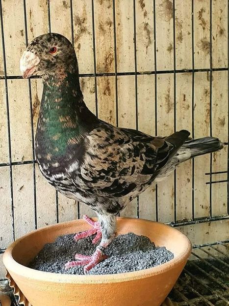  - Nu îmi aparțin 3