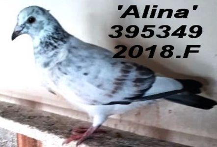 2018.395349.f+ - 2 MATCA 2022