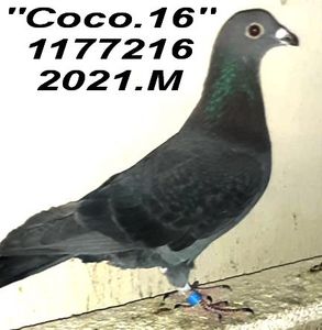 2021.1177216 COCO - 2 MATCA 2022