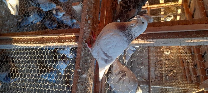  - Porumbei standard și vrdf 2022