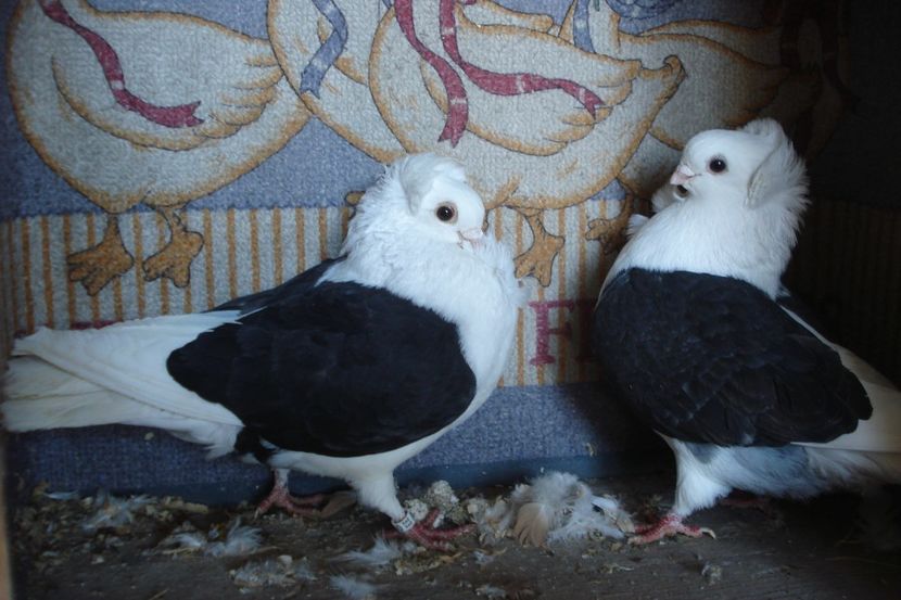 PER 22 - perechile 2022