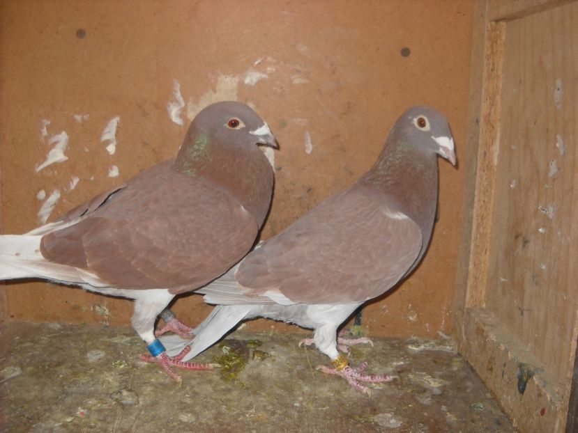  - PORUMBEI VANDUTI 2