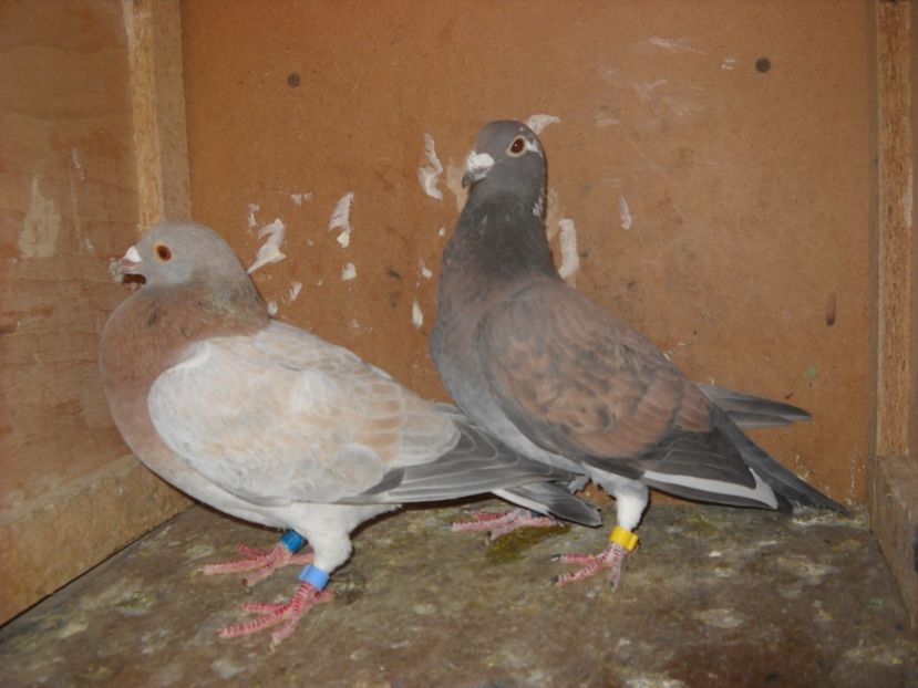  - UNDEVA IN SUCEAVA arhiva