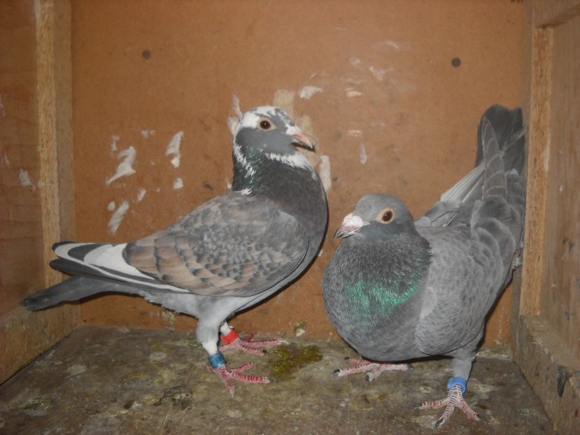  - UNDEVA IN SUCEAVA arhiva