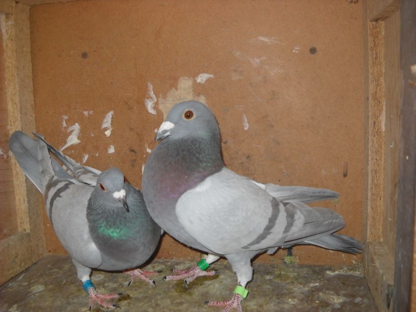  - UNDEVA IN SUCEAVA arhiva