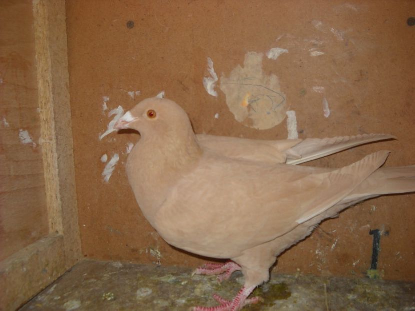  - PORUMBEI VANDUTI 2