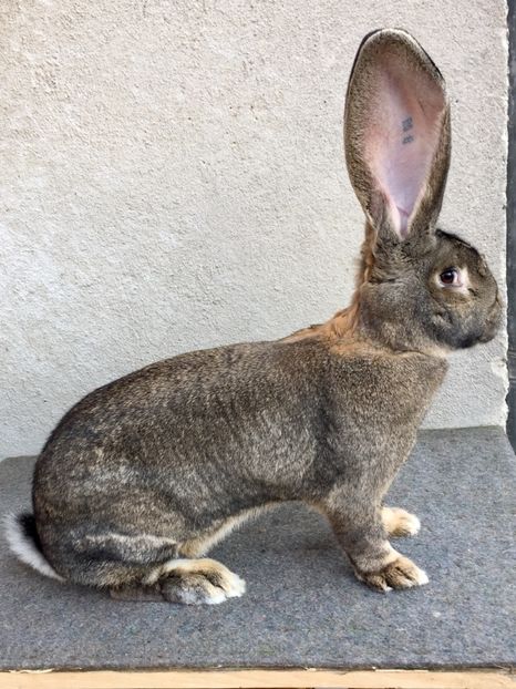 760A08F3-146C-43B1-9753-24B337636EE1 - RO 8-2123