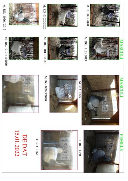 de dat - Porumbei 2022