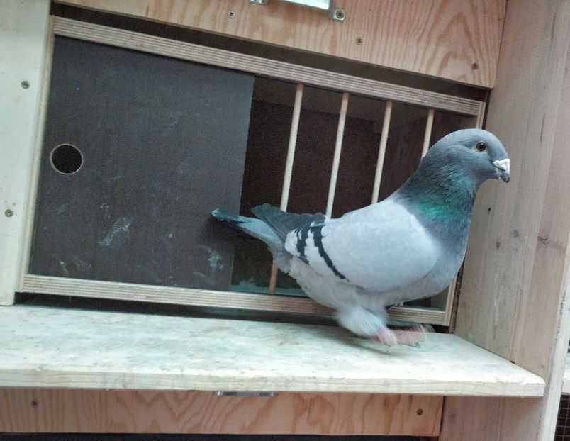 6 - Poze porumbei ianuarie 2022