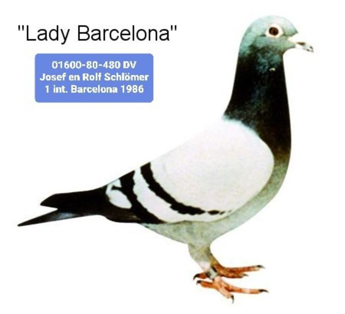 1 int Barcelona 1986 Josef and Rolf Schlomer - Barcelona internațional