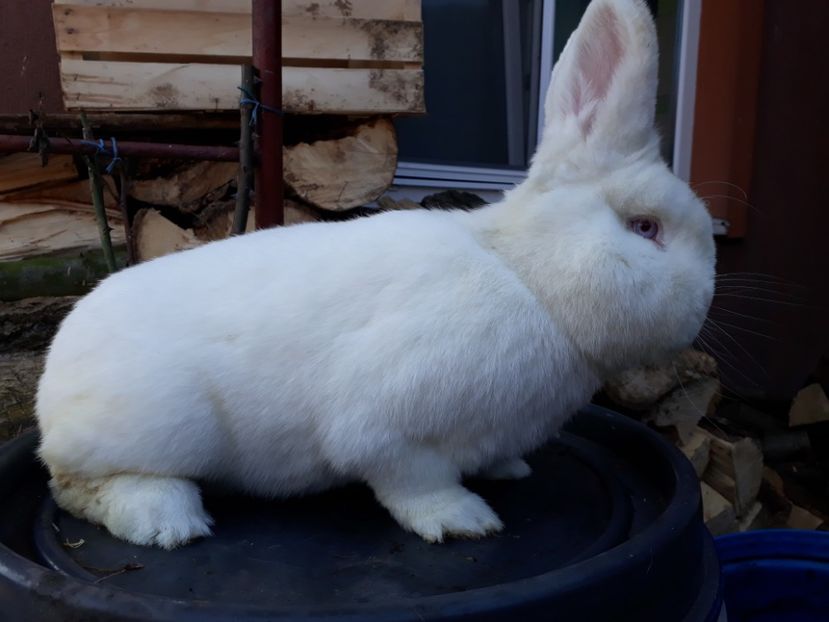  - Neozeelandez masc 5 2022