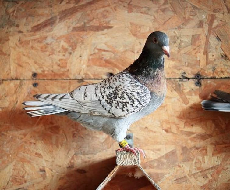  - Nu îmi aparțin 3