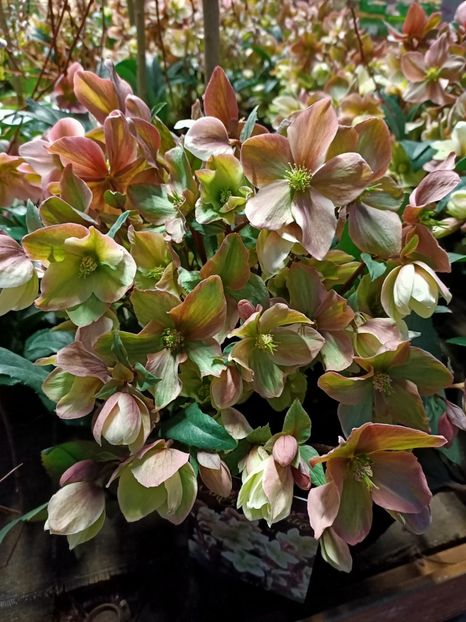 Img.2022.02.14 - Magazinul