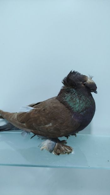 F 2014 - Por tobosari