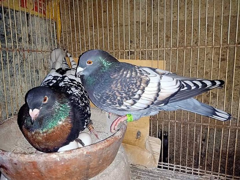  - Nu îmi aparțin 3