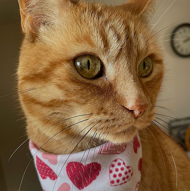 Pi is pissed I let him alone on VDay. So I bought him a cute scarf. - Collection of Tintypes