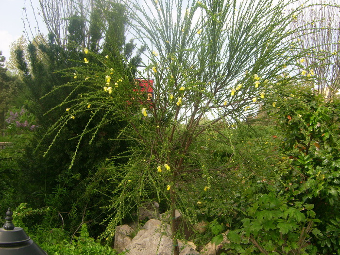 PARC GARDEN NEPTUN - NEPTUN