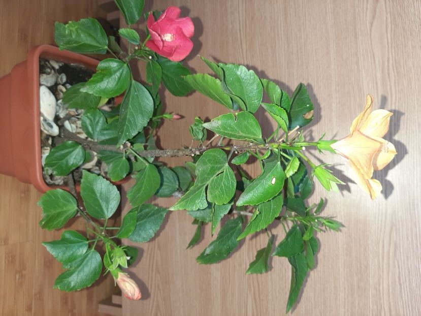  - Florile mele în februarie 2022