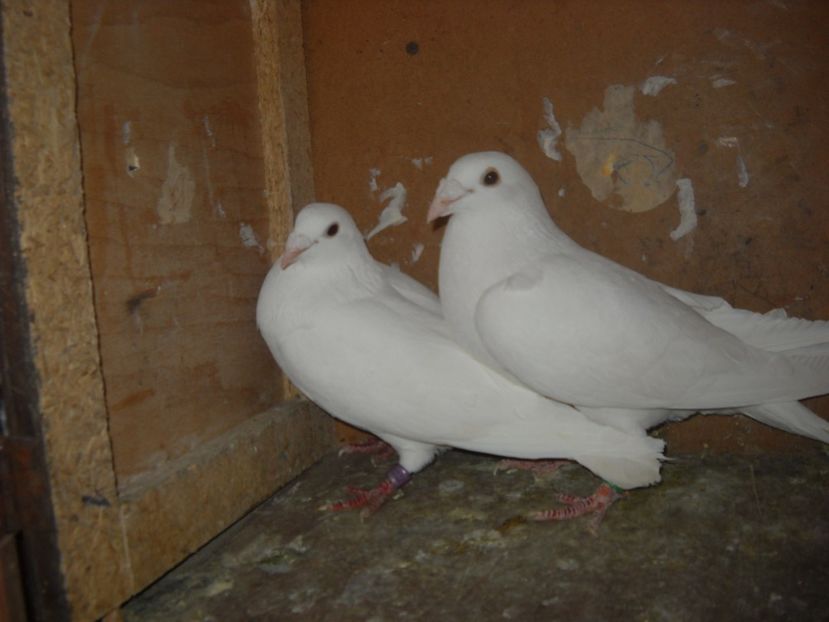  - UNDEVA IN SUCEAVA arhiva