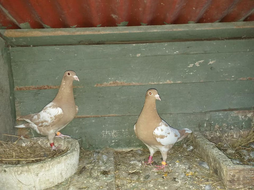 Pereche 2021 - Meulemans