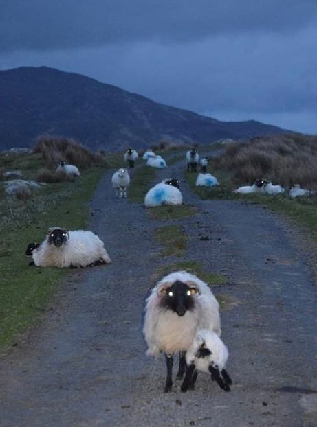 shoutout to my best friend theodore hes awesome and shy and a lot of fun to talk to - Collection of Tintypes