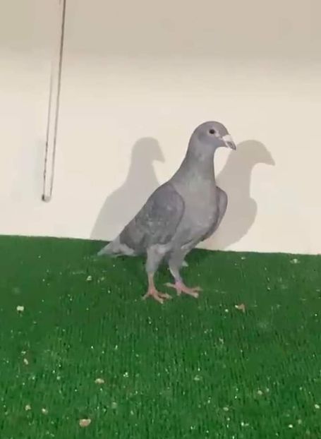  - Nu îmi aparțin 3