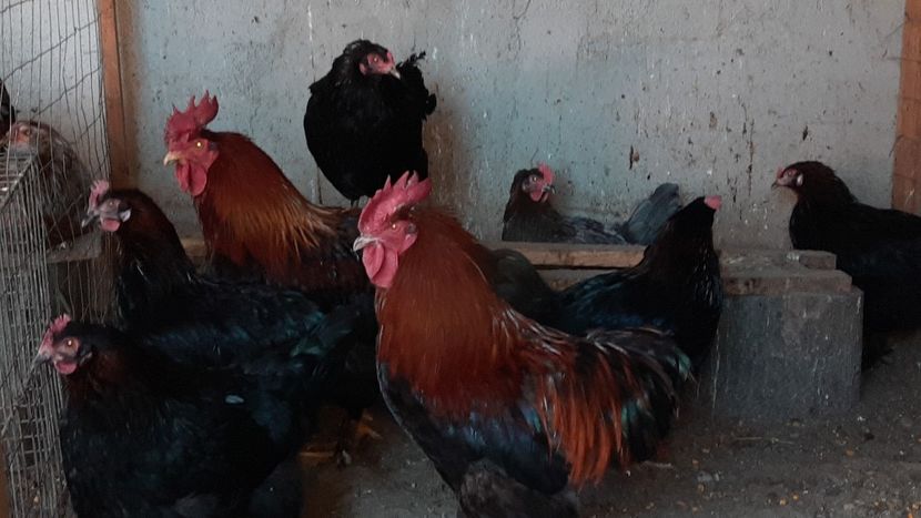  - Marans negru arămiu 2022