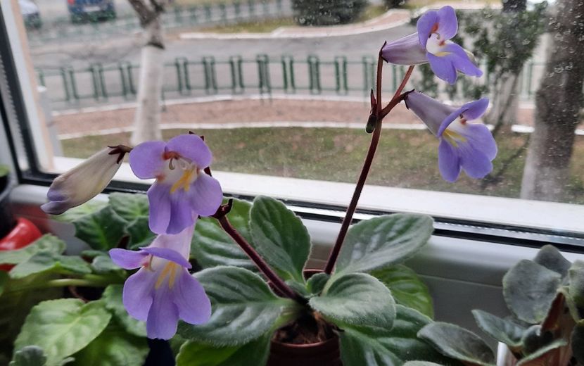 La sefu in birou ;) - 01 Yasmin