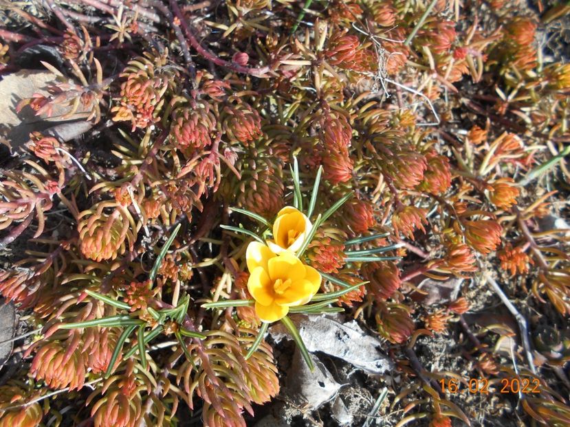  - 02 Iarna 2021-2022