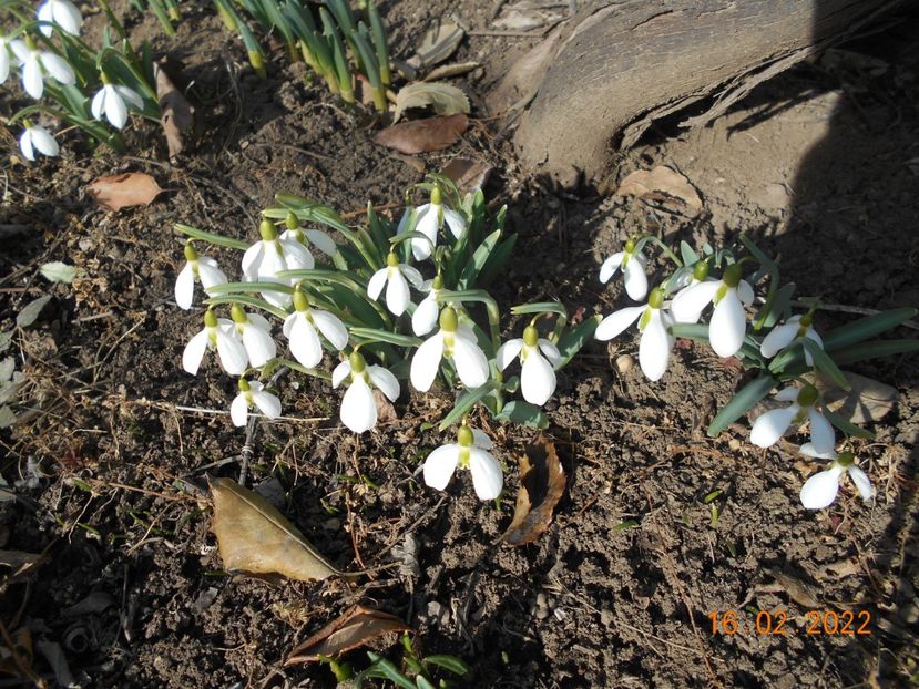  - 02 Iarna 2021-2022