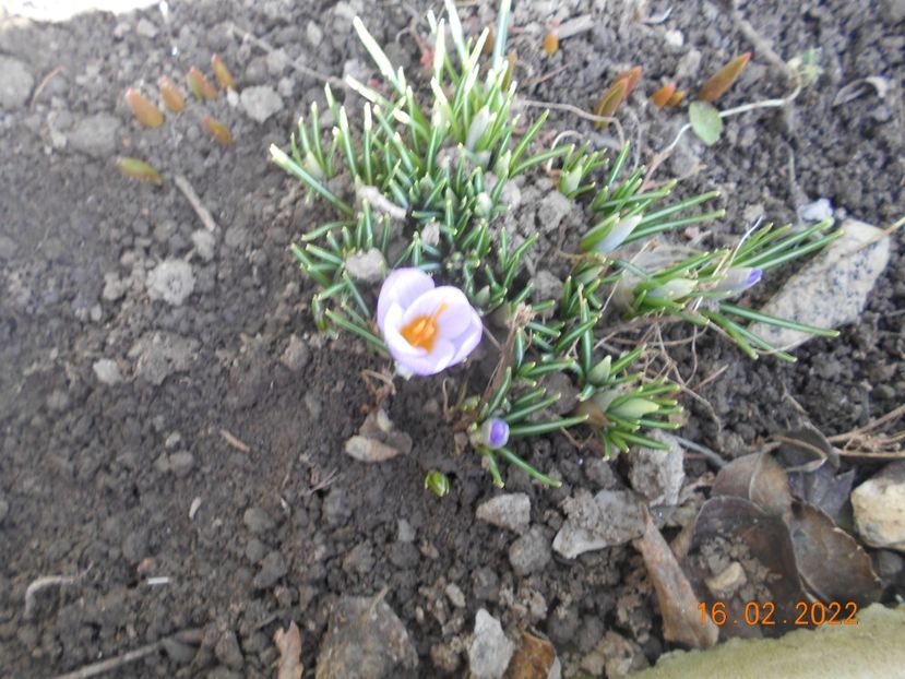  - 02 Iarna 2021-2022