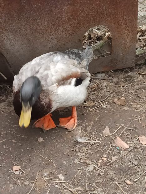 IMG-20220212-WA0024 - 006 RATE ROUEN APRICOT