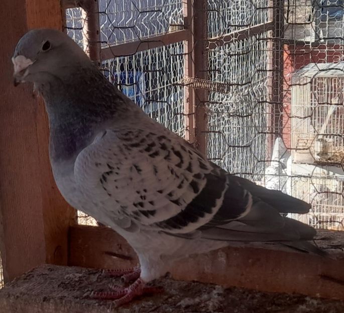  - Porumbei standard și vrdf 2022