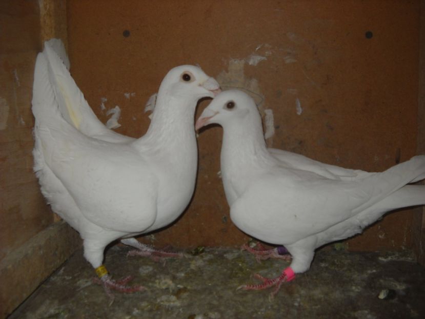  - UNDEVA IN SUCEAVA arhiva