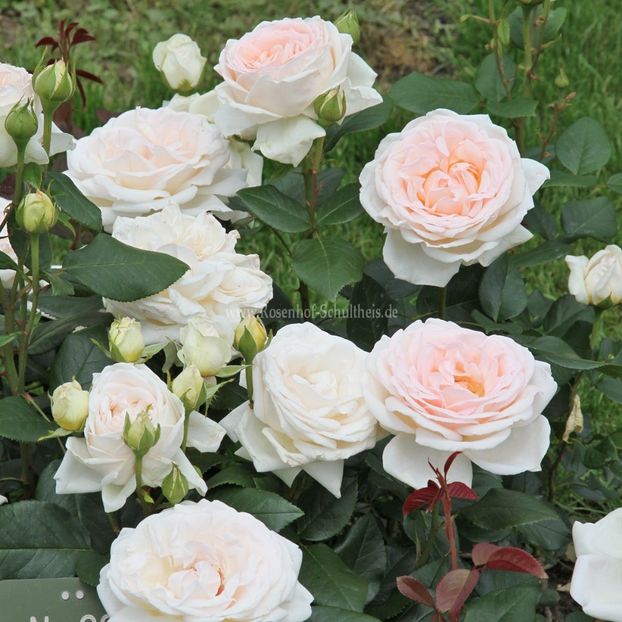 Gruaud-Larose - aaa Comanda plante 2022 2023 2024