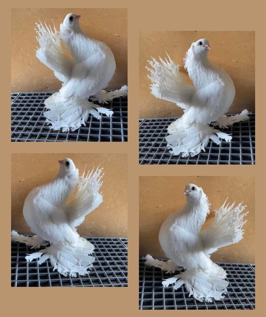  - SIBERIENI si NORCAUCAZIENI