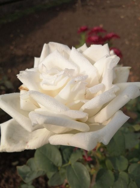  - Trandafiri 2020_2022 2023