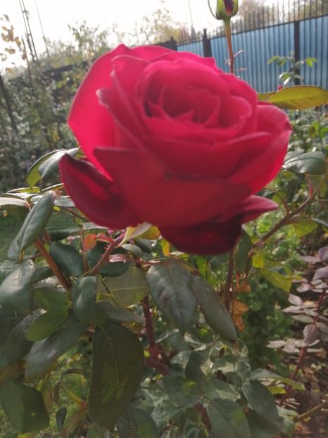  - Trandafiri 2020_2022 2023