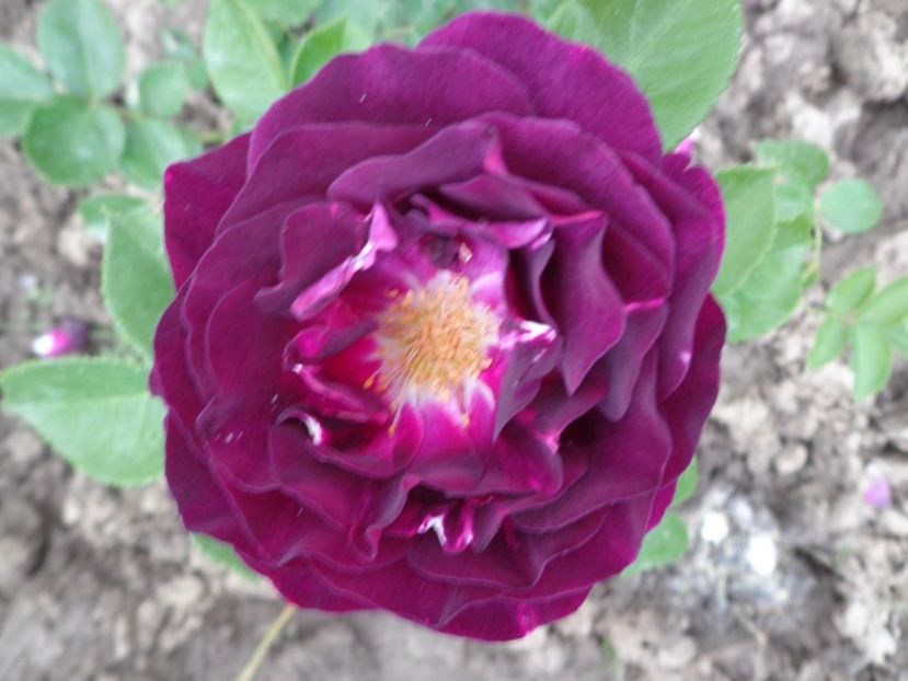 Midnight Blue - 0-TRANDAFIRI DISPONIBILI 2023