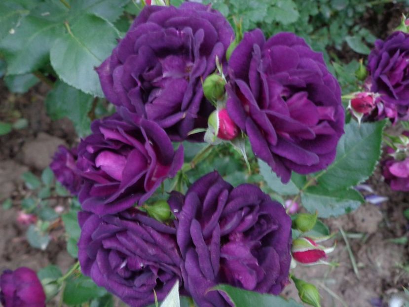  - 0-TRANDAFIRI DISPONIBILI 2023