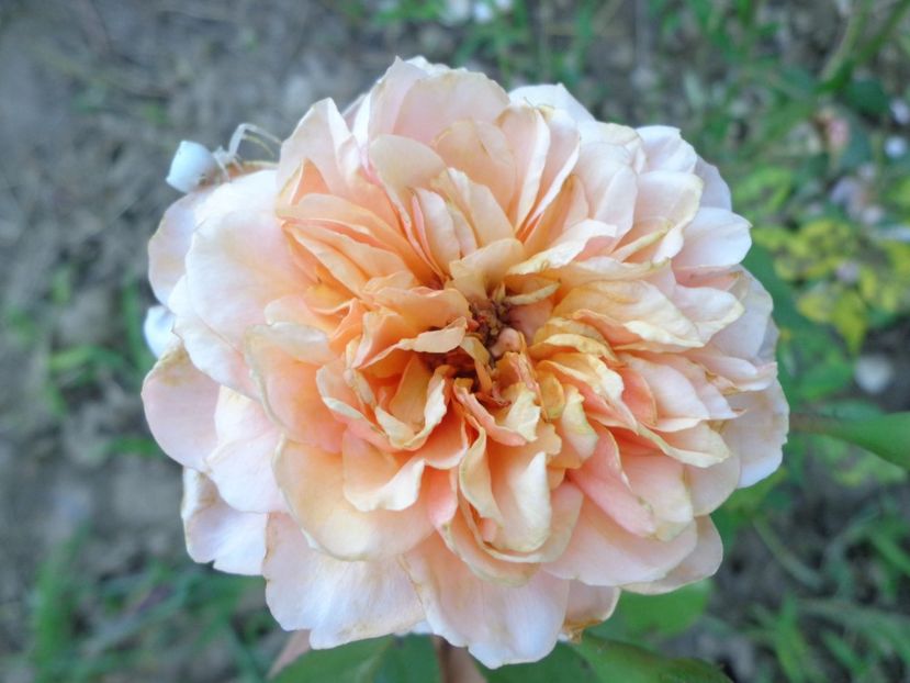 Andre Turcat - 0-TRANDAFIRI DISPONIBILI 2023