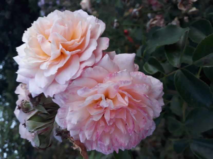 Andrei  Turcat - 0-TRANDAFIRI DISPONIBILI 2023