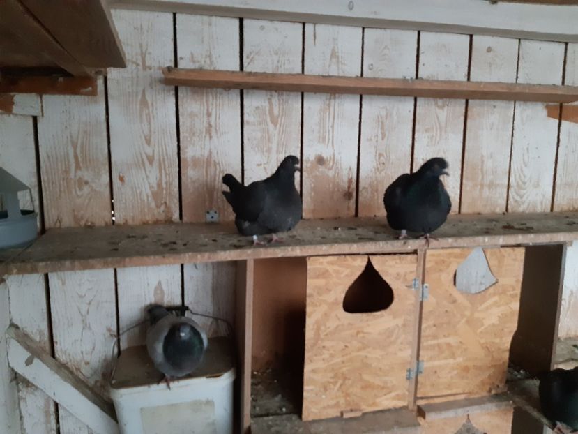  - 07 PUI TEXANI 2022