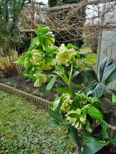 © - Helleborus - Spanz