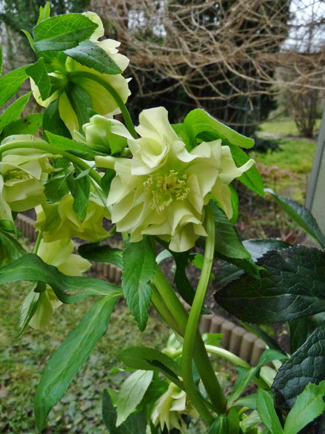 © - Helleborus - Spanz