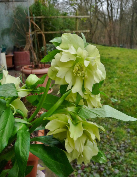 © - Helleborus - Spanz